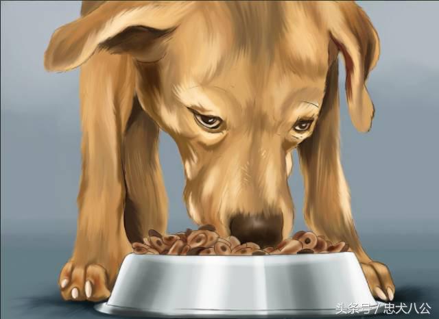 训练狗狗看其他狗不激动,训练狗狗眼睛看着我