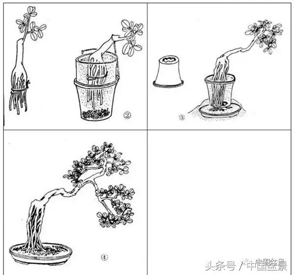 盆景悬根露爪美不胜收