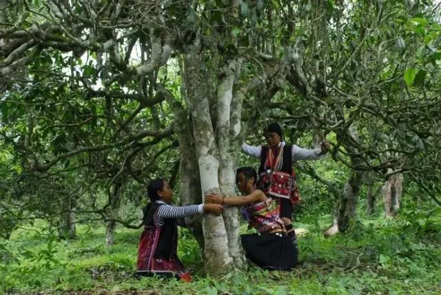 三种茶树有什么特点,茶树是一种什么树