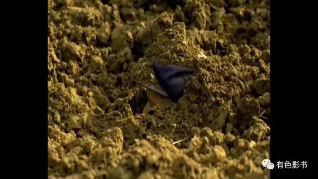 你个*日的狗**,居然想活埋你爷爷?