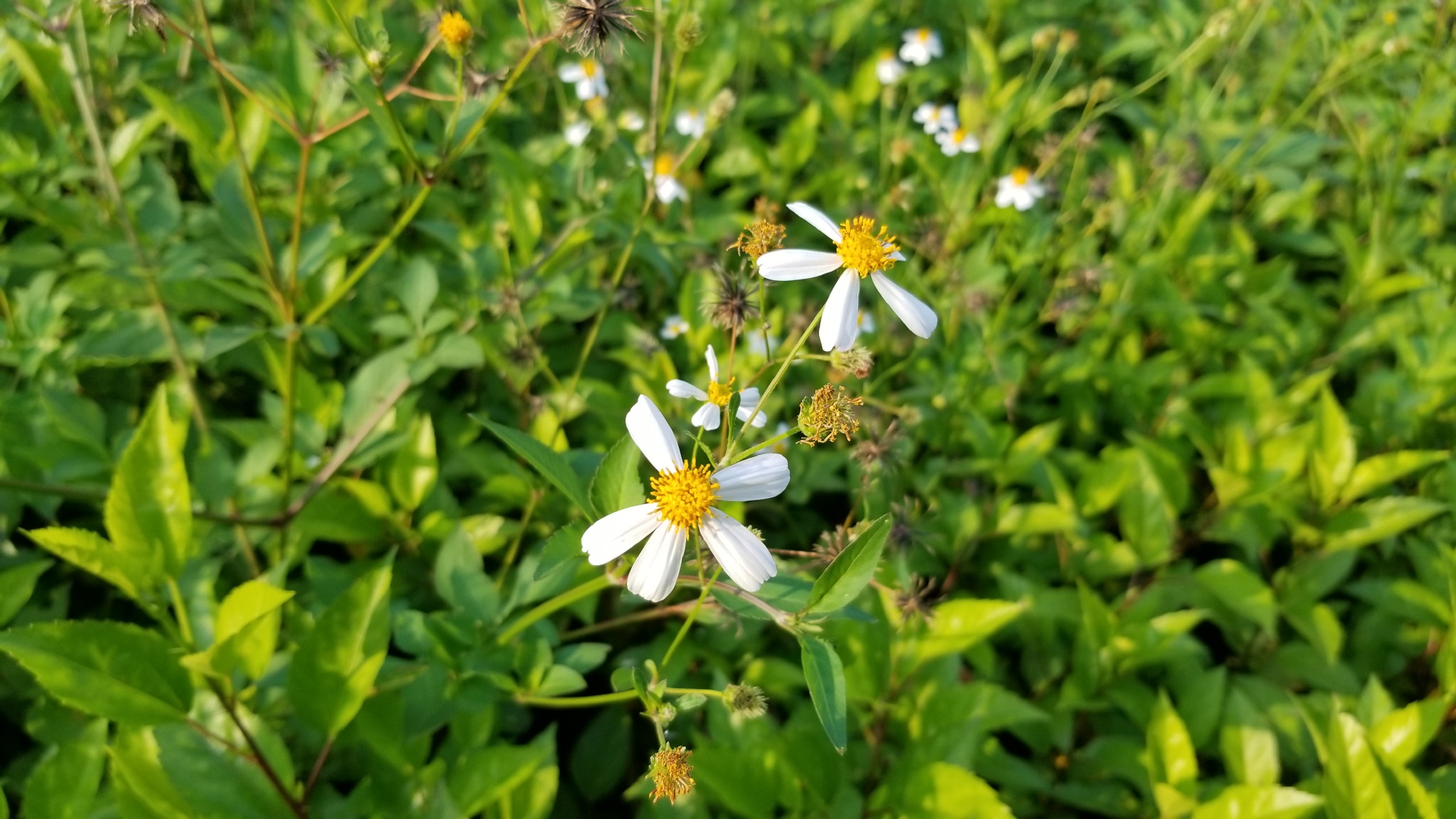 三星s8+测评官方,三星s8国行和港版有区别吗