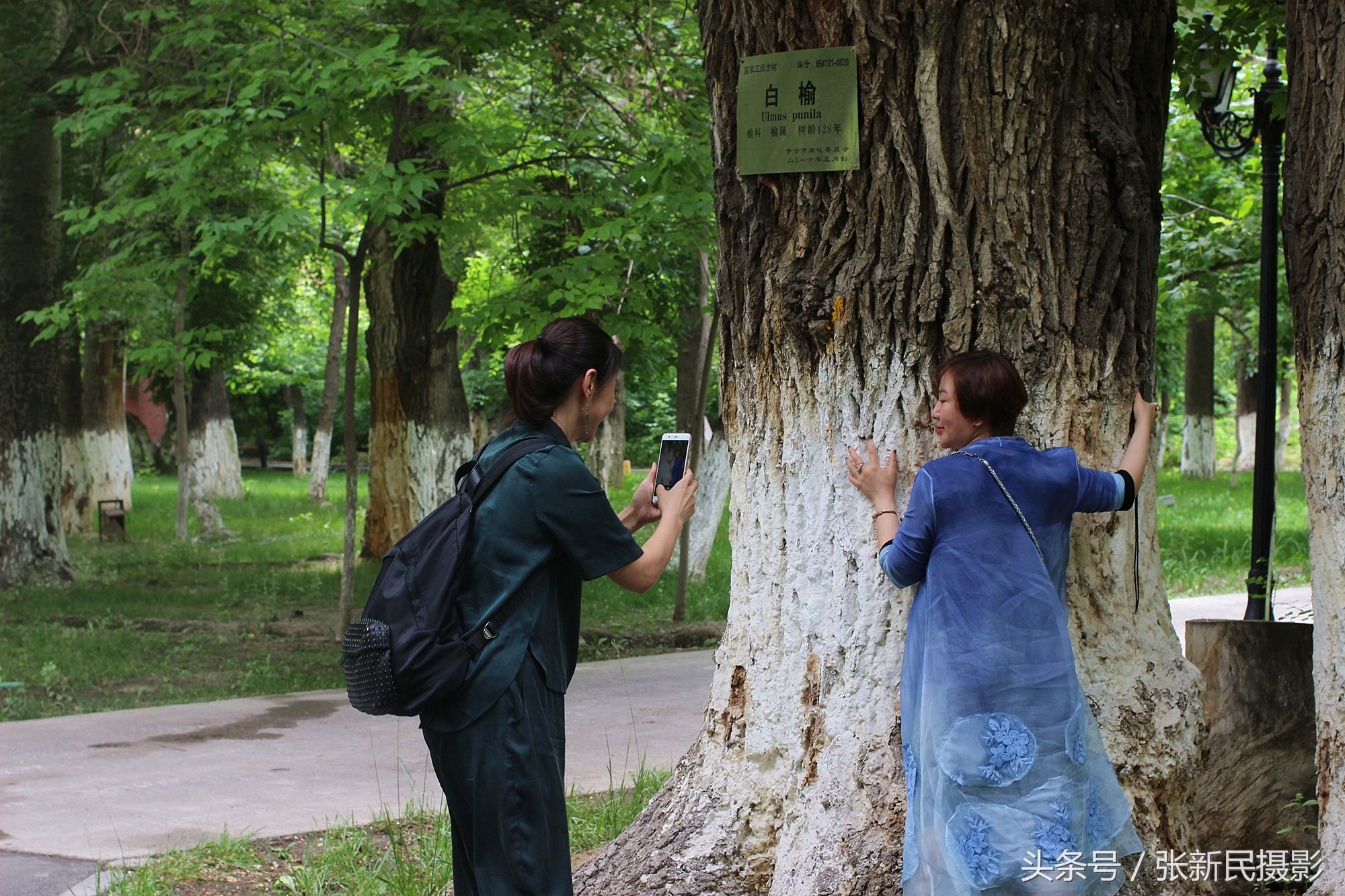 百年俄罗斯建筑保存完好白杨茂盛