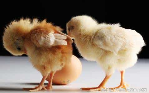 鸡尿酸盐沉积喂什么药,鸡尿酸盐沉积在肾脏的症状