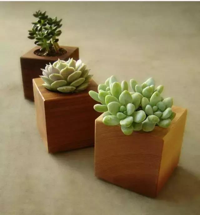 晒伤后的多肉能用芦荟修复吗,多肉从室内搬到室外被晒伤