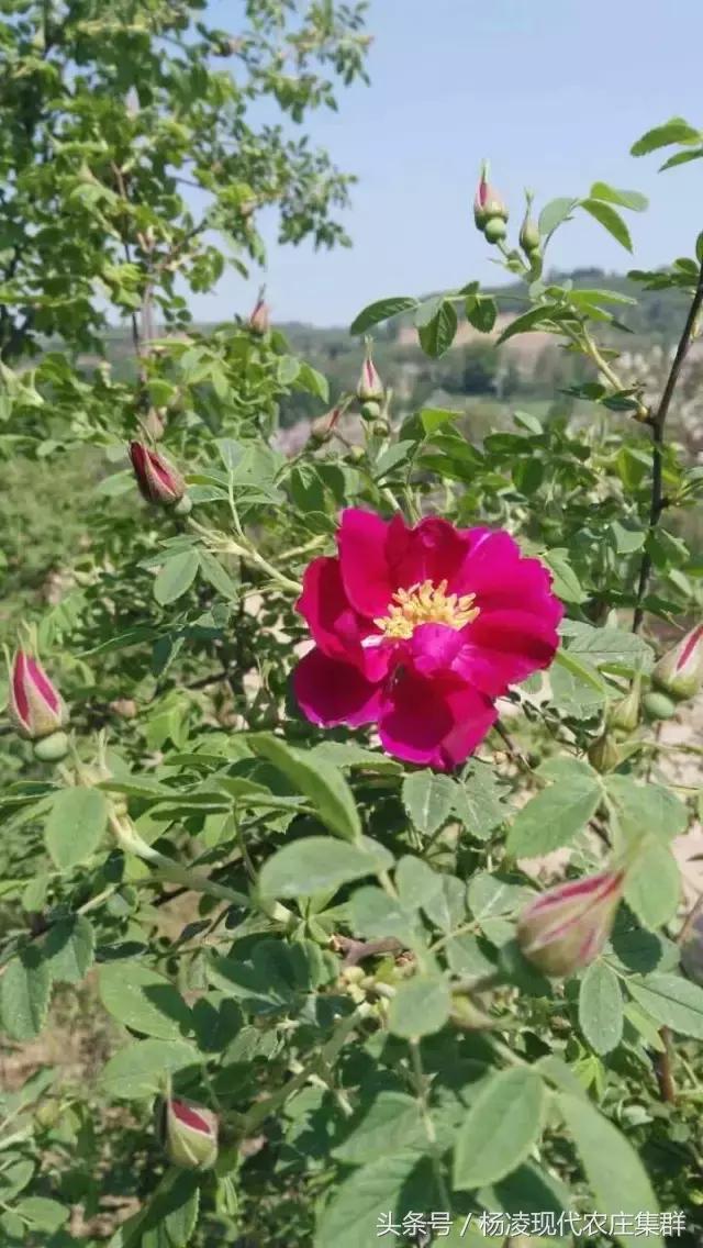 来穿越花海赴春天的约会,龙丽威大马士革玫瑰庄园