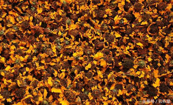 昆仑雪菊的功效作用及禁忌,雪菊的功效与禁忌