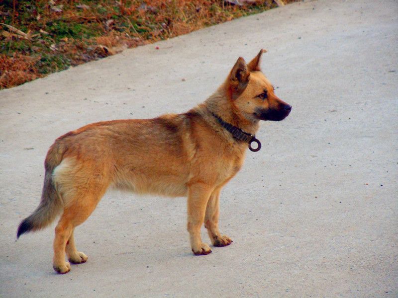 狗狗价格一览表2021,常见家养狗狗价格一览表