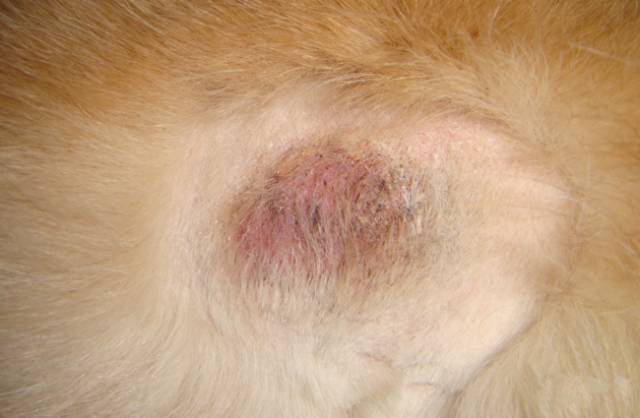 宠物皮肤病怎么治疗最有效,宠物医院如何治疗宠物皮肤病