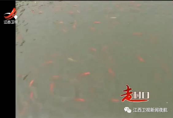 一种神奇的鱼,一种很神奇的鱼