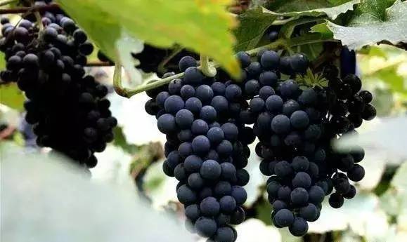 哪个品种的葡萄不易落花落果,葡萄落花落果用什么药