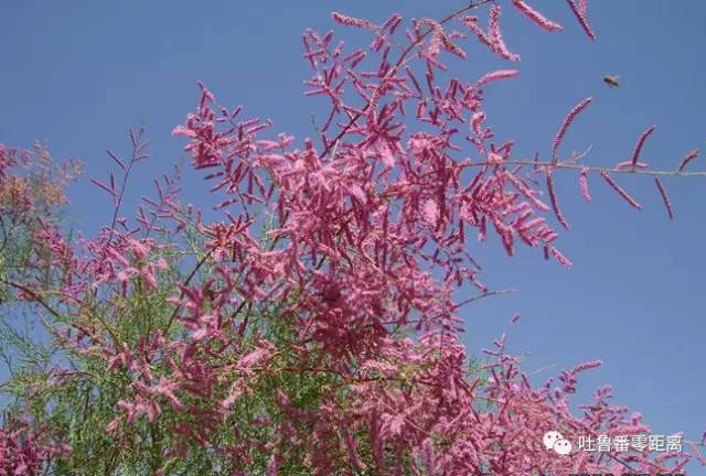 吐鲁番为啥是“一带一路”上最有魅力的城市