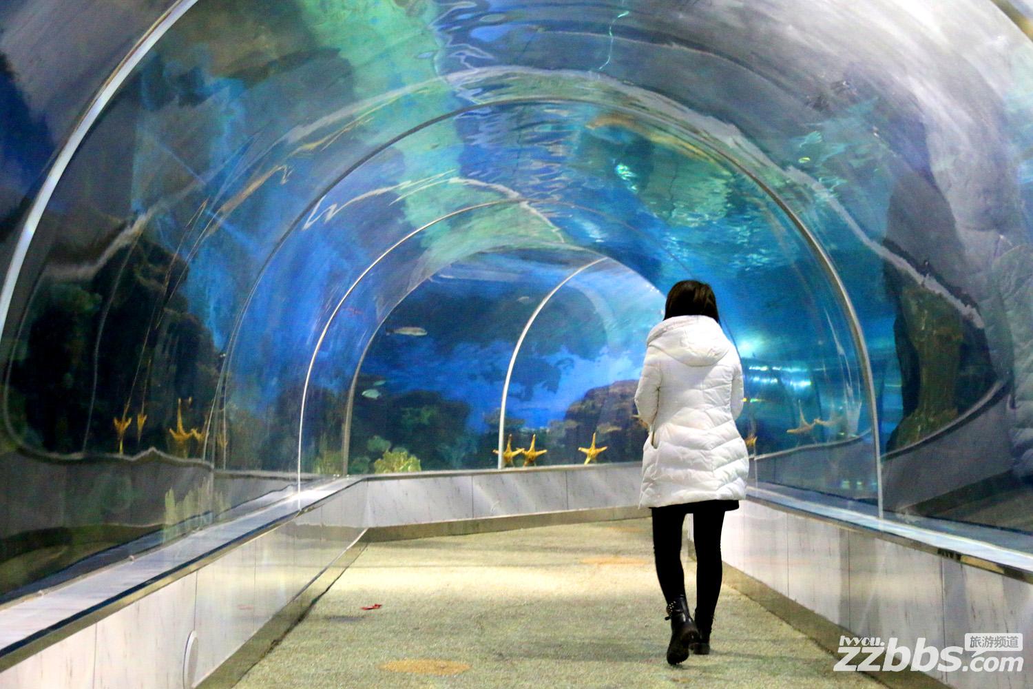 东京极地海洋馆表演,极地海洋馆美人鱼