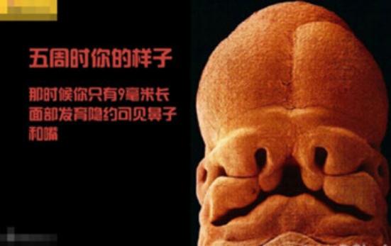 真实拍摄人类胚胎发育过程,10张图带你了解孕育全过程