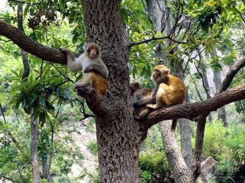 山西蟒河一游,蟒河好风光