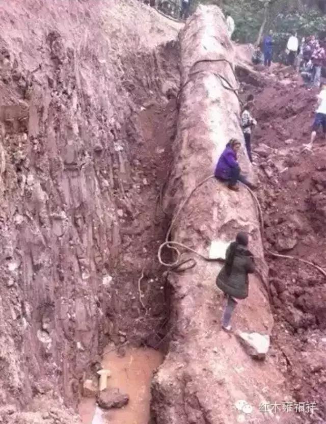 金丝楠和木中熊猫,阴沉木大熊猫