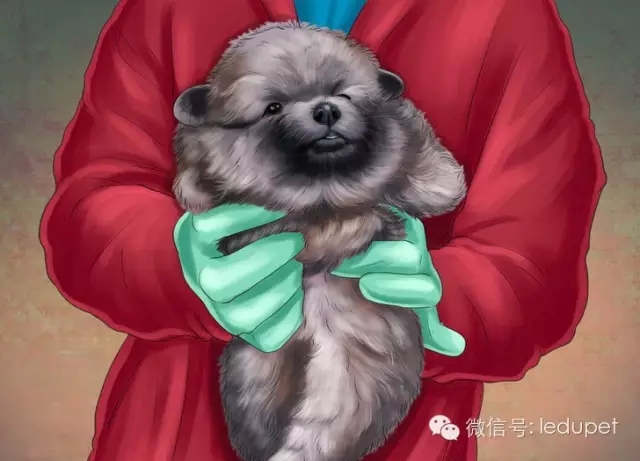 狗妈妈坐月子,狗妈妈跟狗宝宝月子怎么护理