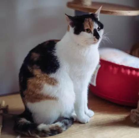 上海宠物领养阿拉斯加,上海宠物领养活动