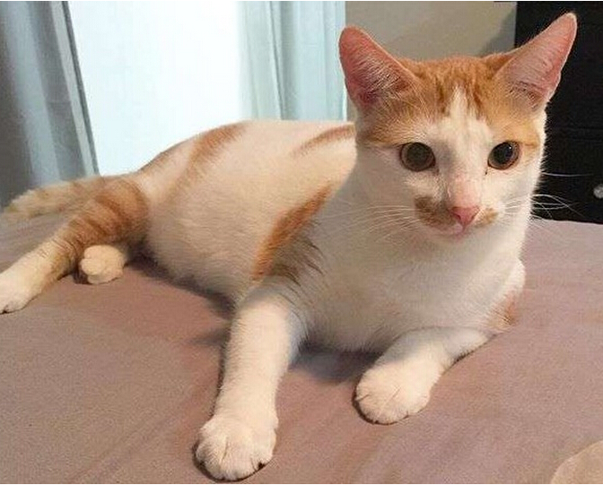 流浪小猫出车祸后，下巴严重脱臼变小怪物，直到好心人收养后！