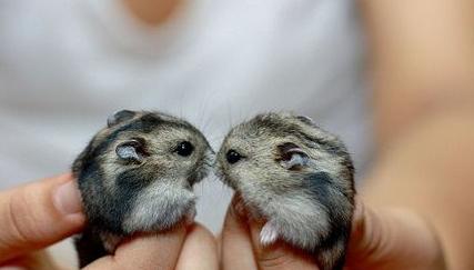 仓鼠骨折怎么养好得快,仓鼠骨折了怎么救助