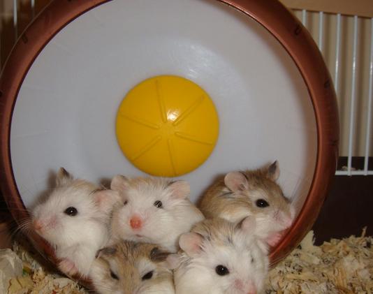 养仓鼠防止仓鼠生病,仓鼠如何护理仓鼠并让其保持健康