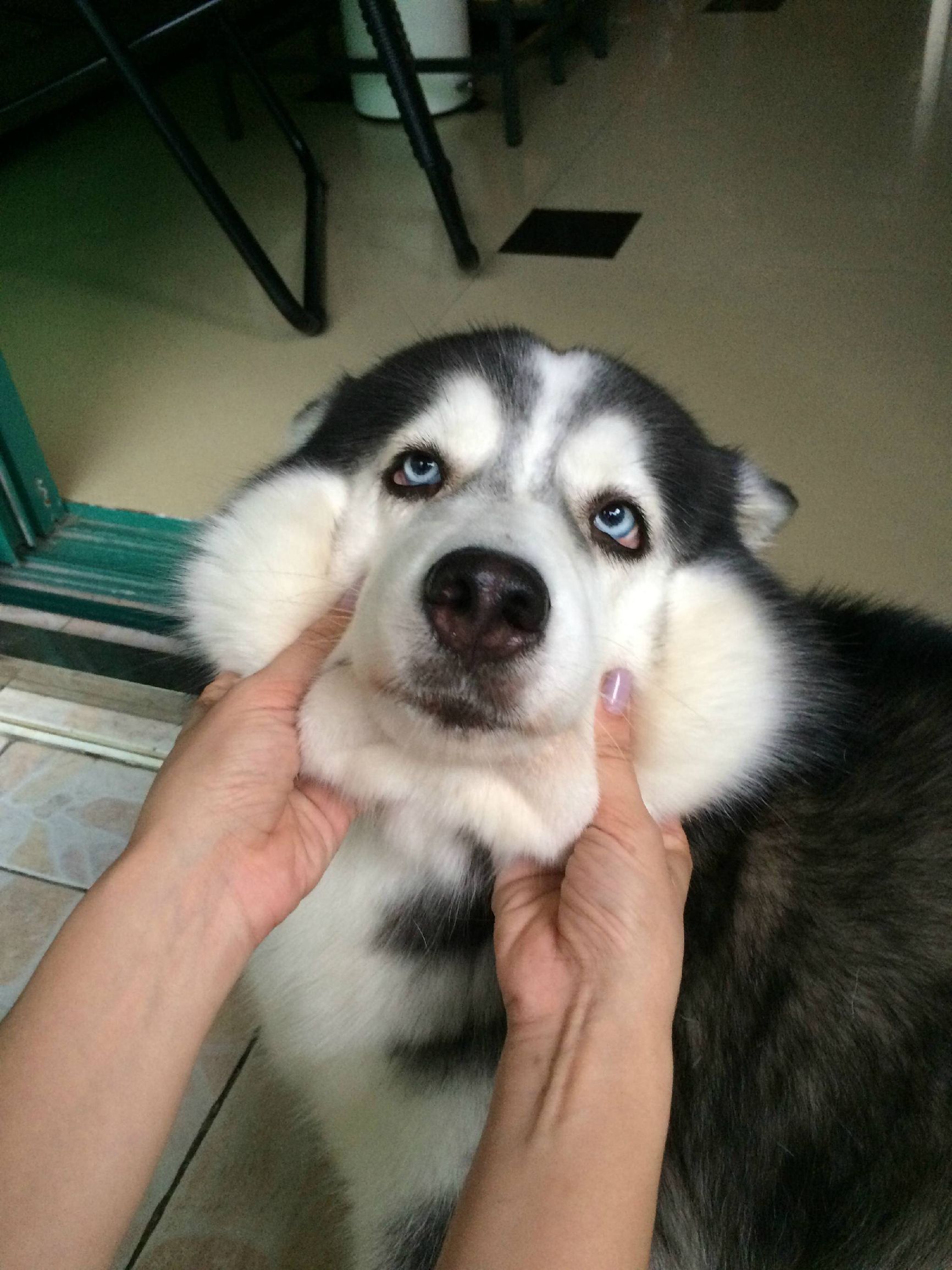 二哈偷吃被揍,二哈偷吃被卡住