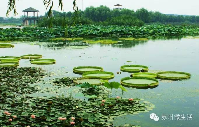 苏州最值得去的五个景点,苏州最值得去的10个景点排名