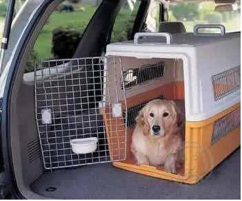 宠物狗能不能上飞机托运,飞机托运狗狗受伤