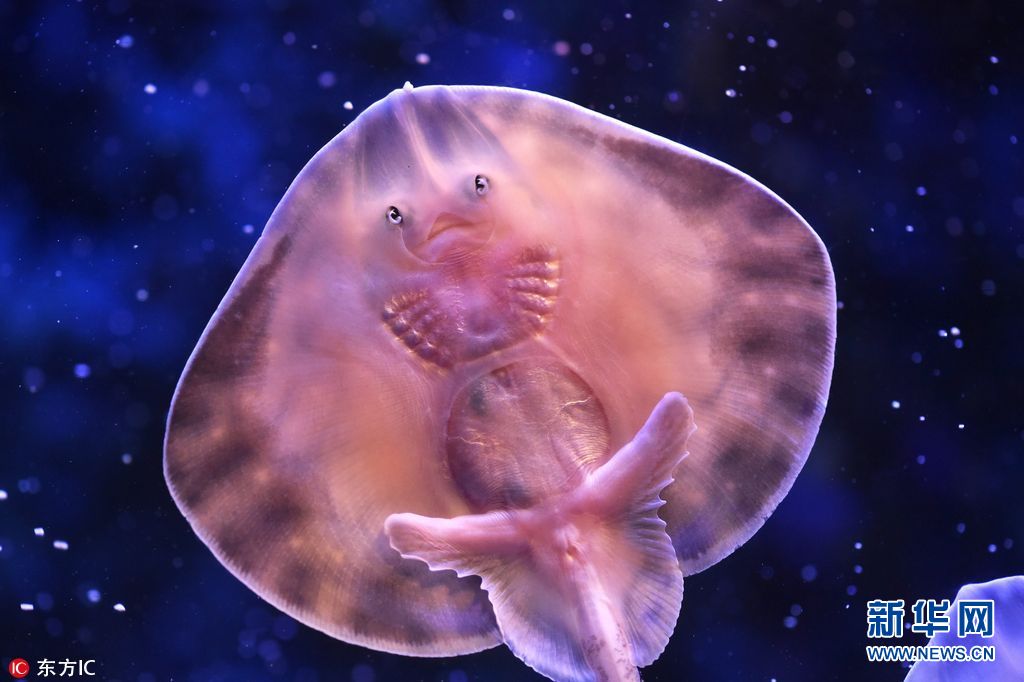 海洋世界奇特的动物,各种奇妙的海洋生物