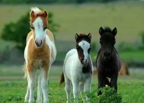 河北带孩子去最好玩的游乐场,河北最大的儿童室内游乐场