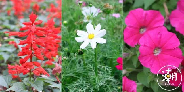 重庆桂花园景点,重庆桂花公园免费