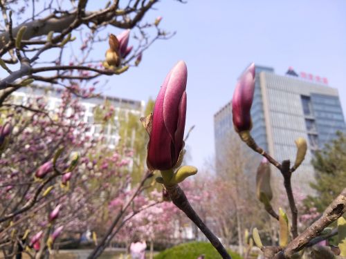 努比亚可弯柔性屏手机评测,努比亚后置双摄手机