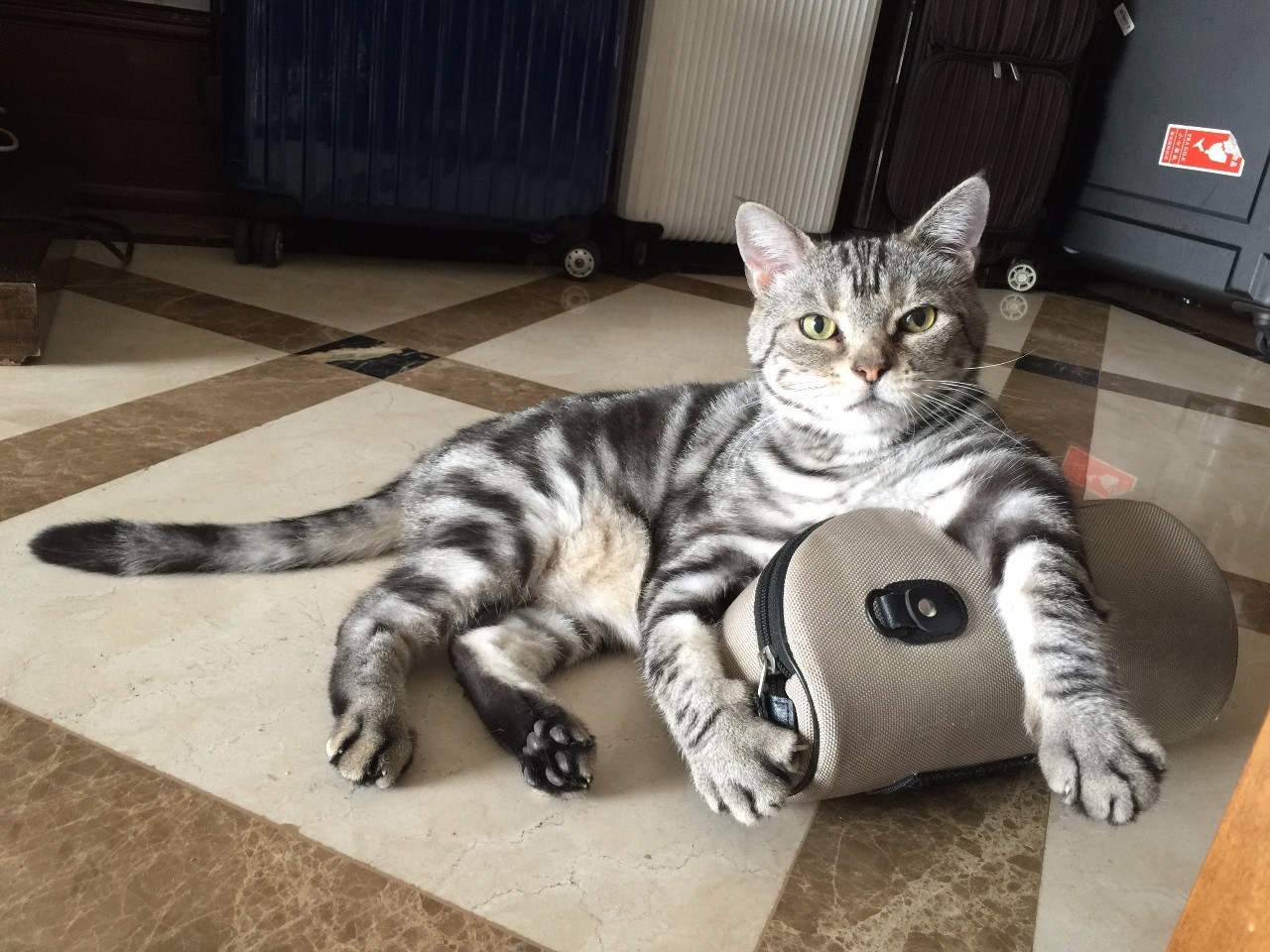 我们和演艺圈最会养猫、码字，知乎最会演戏的段子手聊了聊