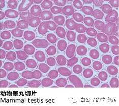 300倍显微镜能观察什么,什么东西可以通过显微镜来观察
