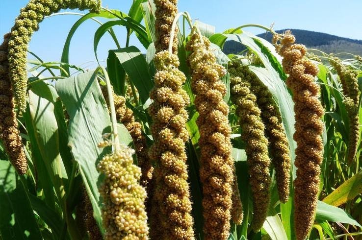 一盒让你忘掉手抓饼的山东煎饼，每一口都能吃出康师傅鸡蛋卷的味