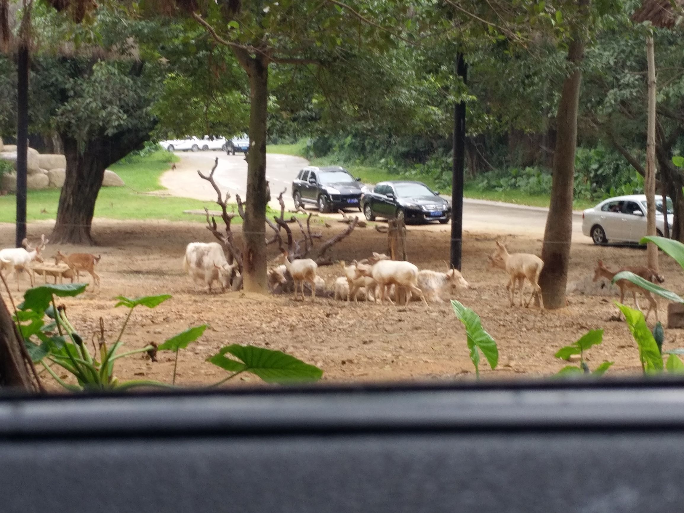 带一岁半宝宝去长隆野生动物园,长隆野生动物园最佳路线图