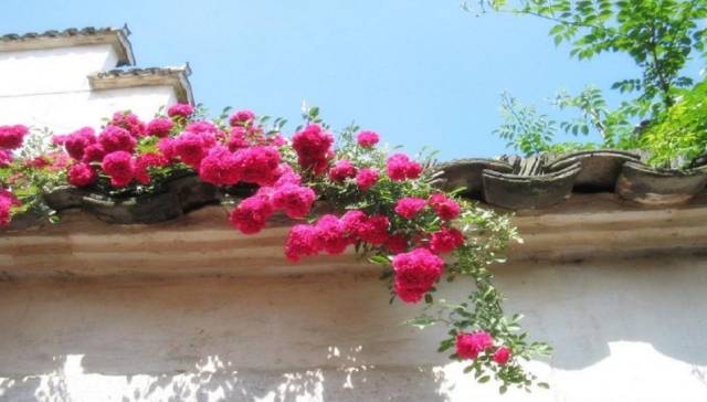 学校诗词大赛上的几道猜古诗词题：你看图能猜出几个