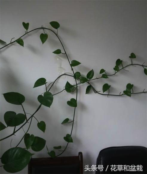 绿萝怎么养才能快速爬墙,盆栽绿萝怎么爬墙