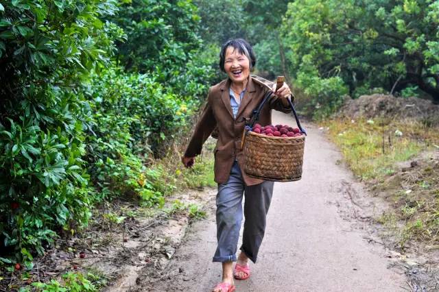 杨梅长了虫还能吃吗,杨梅一直招来虫子怎么办