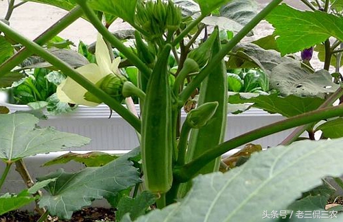 人参国际市场价格,人参在国外有市场吗