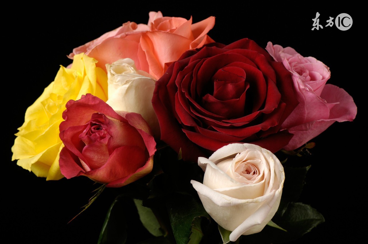 你们在送玫瑰，也在收玫瑰，有几个知道玫瑰的含义