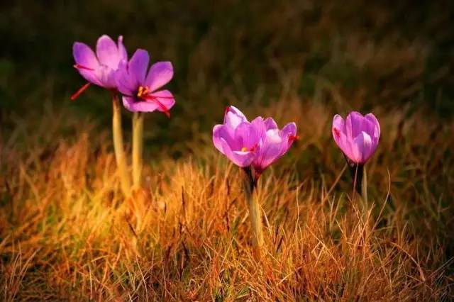 罕见的花红色,正宗藏红花西藏的藏红花