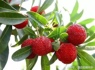 正宗杨梅酒制作方法与步骤,杨梅酒的制作全过程