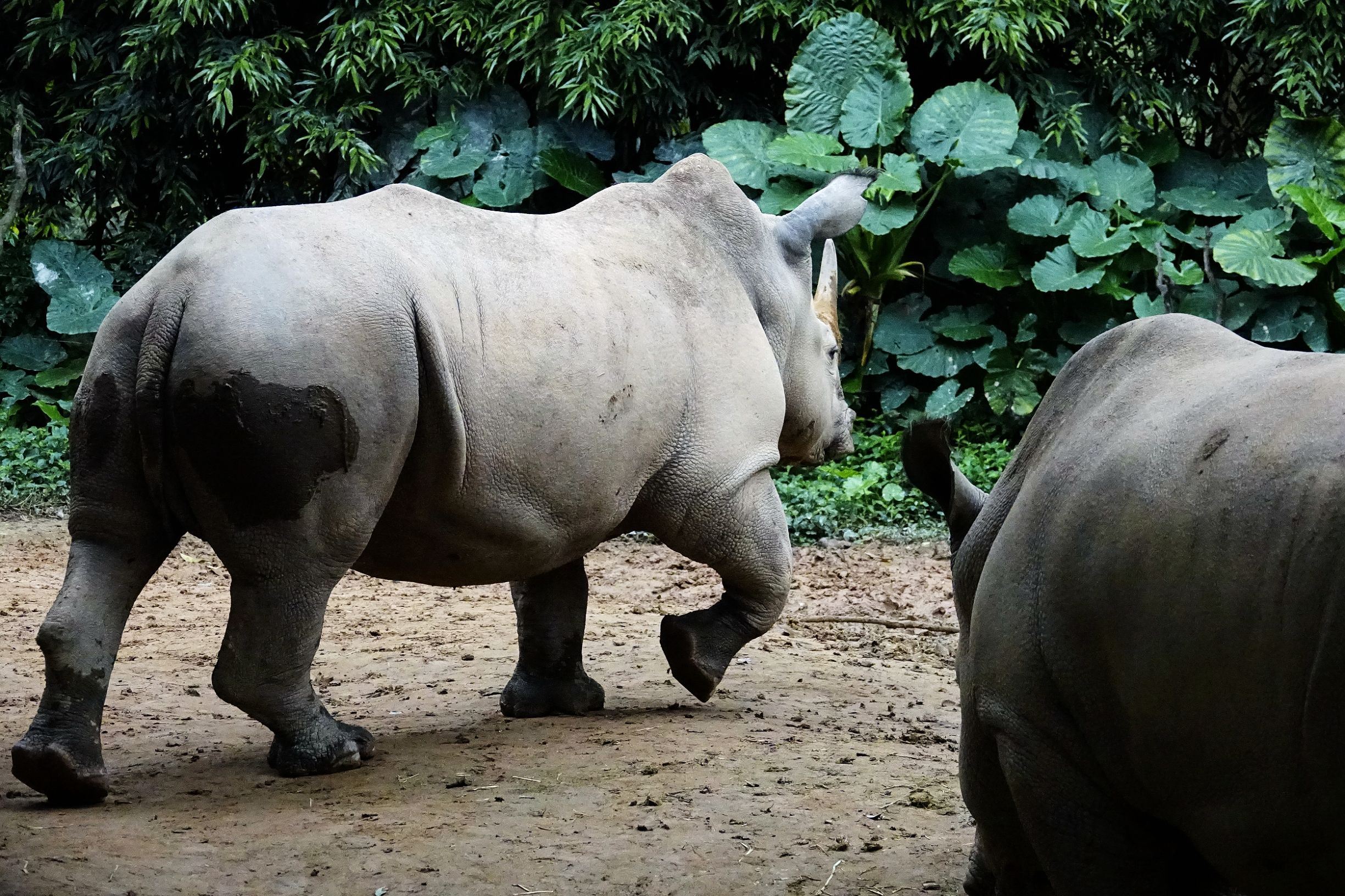 长隆野生动物园观赏攻略,长隆野生动物园需要准备的东西