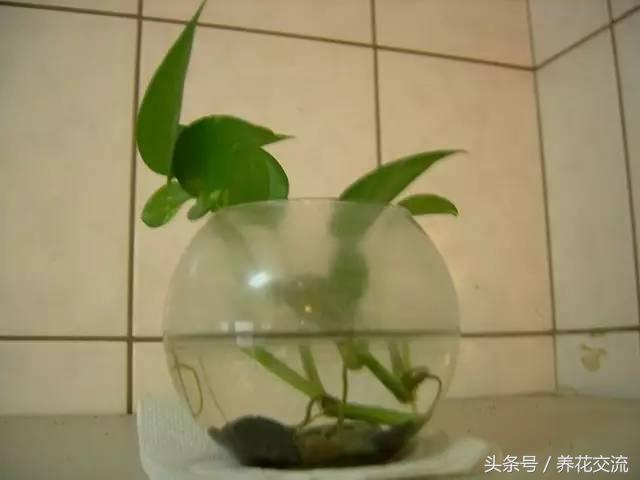 绿萝怎么养才能爆盆浇什么水,绿萝水培怎么快速爆盆