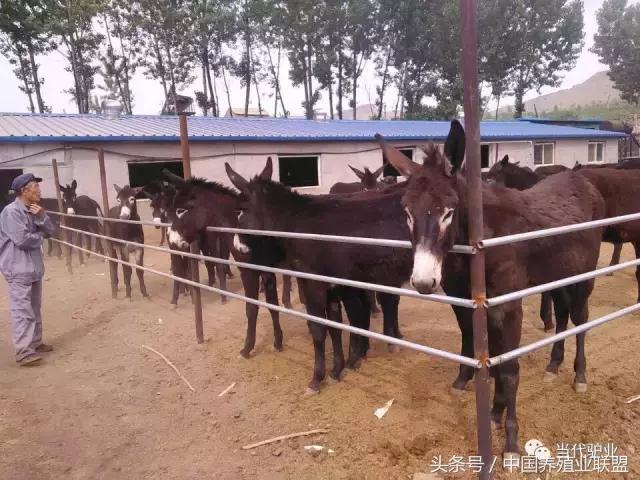 养驴驴舍怎么建,养驴的圈舍怎么建设