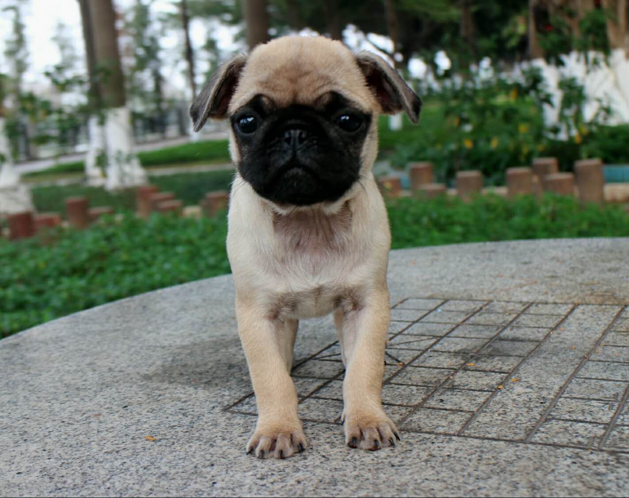 家有傻狗乐趣多,家有傻狗铲屎官的乐趣