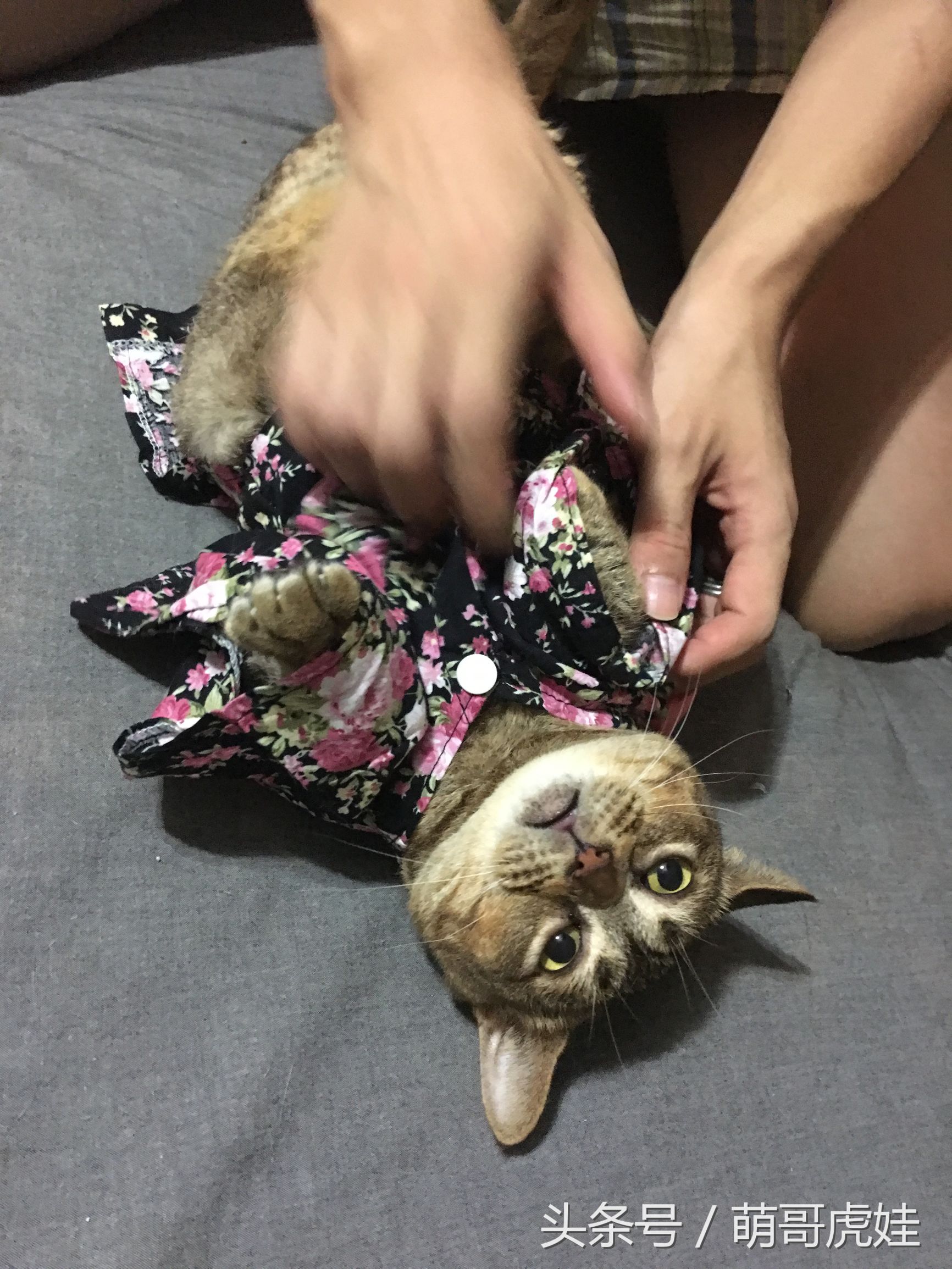 胖乎乎的喵星人妹子，穿上小衣服怎么拍都美美哒，铲屎的边拍照边被萌得满脸血啊