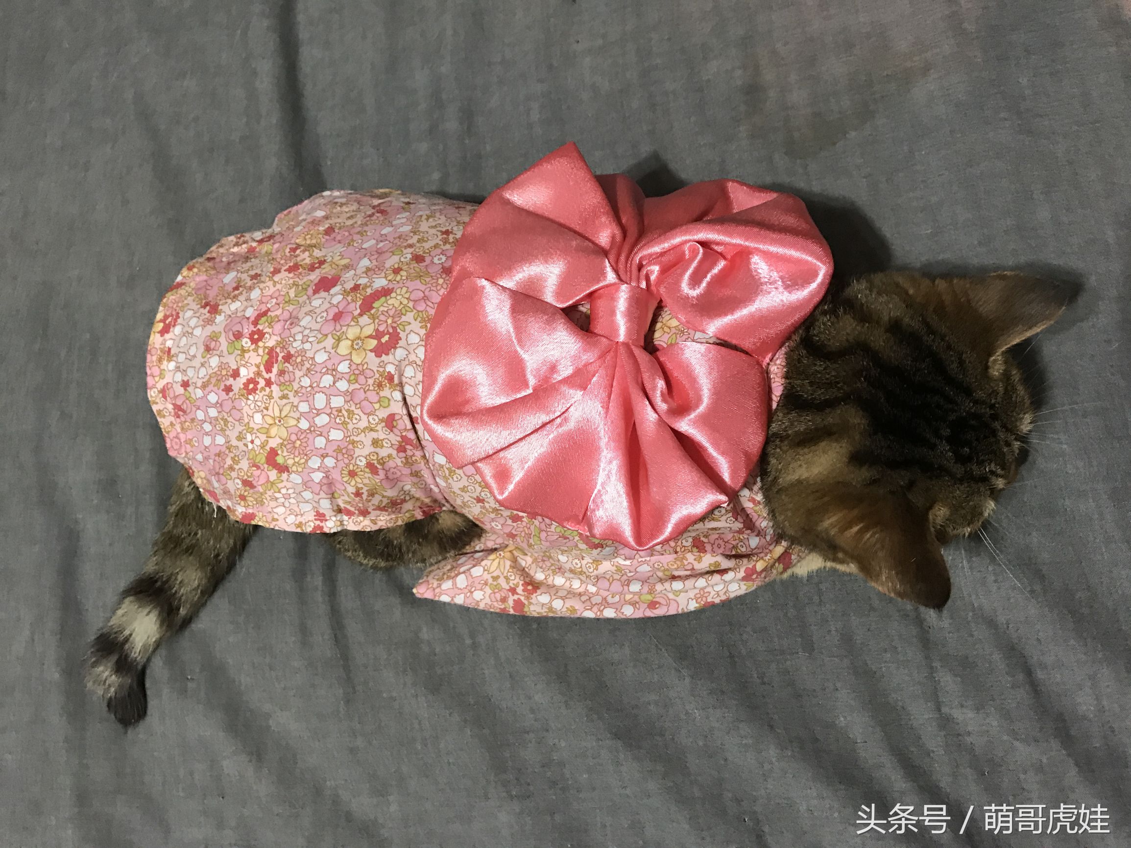 胖乎乎的喵星人妹子，穿上小衣服怎么拍都美美哒，铲屎的边拍照边被萌得满脸血啊