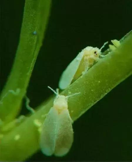 灭蚊药可以喷花卉么,灭蚊剂可以给花卉杀虫吗