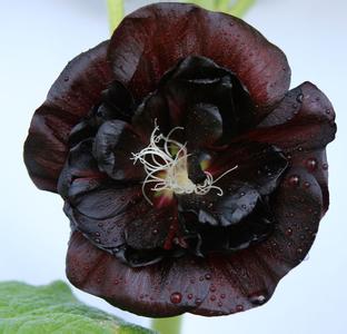 苗木宝,苗木宝贝